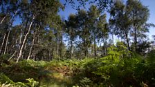 Woodland in summer