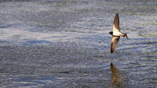 A swallow hunting low over the water