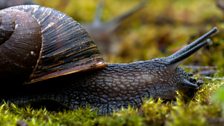 Snail in close up