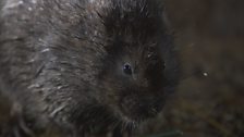 The Vole Gallery