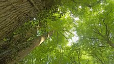 Large leaf lime tree