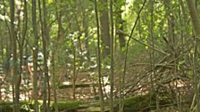 New lime trees growing from a dead tree