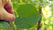 Small leaf lime leaf