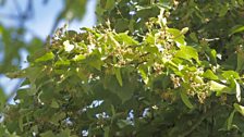 Small leaf lime seeds