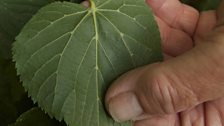 Large leaf lime leaf