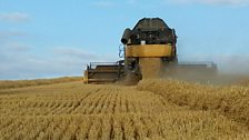 Summer Harvesting