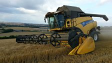 Summer Harvesting