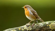 Robin (Erithacus rubecula)