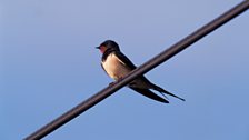 Swallow (Hirundo rustica)