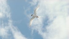 Roseate Tern (Sterna dougallii)