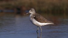 Greenshank (Tringa nebularia)