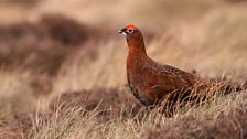 Red Grouse (Lagopus lagopus)