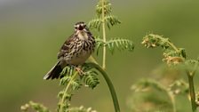 Meadow Pipit (Anthus pratensis)