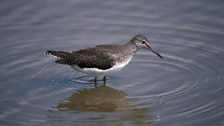 Green Sandpiper (Tringa ochropus)