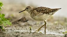 Wood Sandpiper (Tringa glareola)