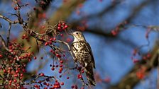 Mistle Thrush (Turdus viscivorus)