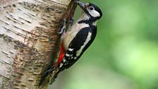 Great Spotted Woodpecker (Dendrocopos major)