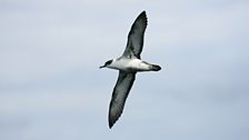 Great Shearwater (Puffinus gravis)