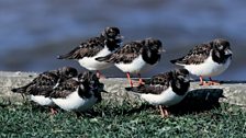 Turnstone (Arenaria interpres)