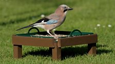 Jay (Garrulus glandarius)