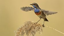 Bluethroat (Luscinia svecica)