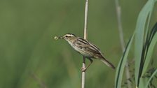 Aquatic Warbler (Acrocephalus paludicola)