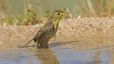 Melodious Warbler (Hippolais polyglotta)