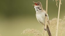 Great Reed Warbler (Acrocephalus arundinaceus)