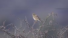 Tawny Pipit (Anthus campestris)