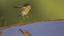 Serin (Serinus serinus)