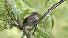 Thrush Nightingale (Luscinia luscinia)