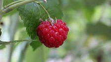 Raspberries