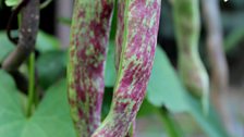 Climbing bean 'Firetongue'