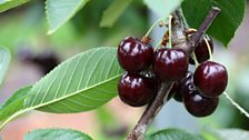 English cherries