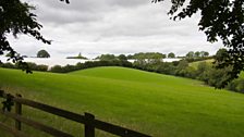 Cherry farm in Herefordshire