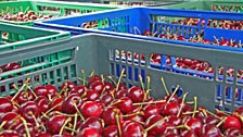 Ripe cherries ready for market