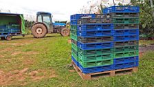 Punnets ready for transport