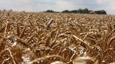 Wheat field in Essex