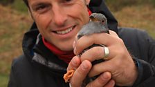 Cuckoo tagging and Nick Baker