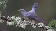 Cuckoo