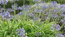 Barbara Pilcher's Garden at Lisdoonan