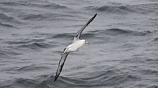 Albatross Laysan