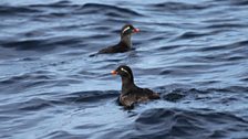 Iseanan Parakeet Auklet