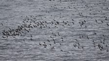 Iseanan Auklet