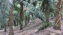 A palm oil plantation in Sumatra