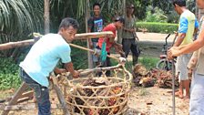 Weighing Palm oil branches