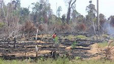 A farmer plants palm oil saplings on his recently-burned smallholding