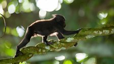 Young macaque