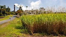 CANEFIELDS