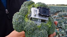 Broccoli cam